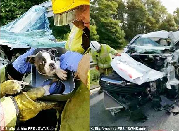 Он должен долго жить: английские пожарные почти час разрезали искореженный в ДТП минивен, чтобы спасти месячного щенка 1