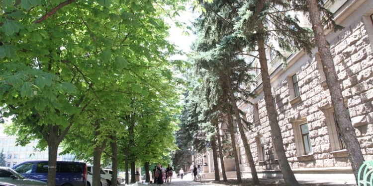 В Николаеве приводят в порядок территорию у мэрии – начали с покрытия газонов мраморной крошки и обрезки сухих веток у елей