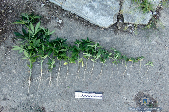 В Доманевском районе полицейские обнаружили мини-плантацию конопли
