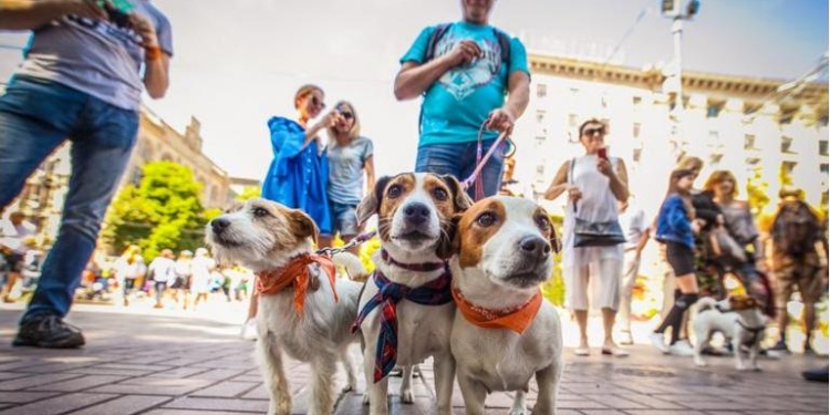 В Киеве провели второй ежегодный парад собак “Джек Рассел”