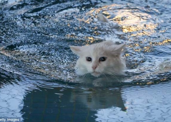 Чтобы сохранить аборигенную породу кошек, в Турции построили специальные бассейны