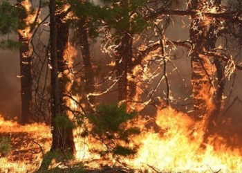 На Херсонщине с помощью николаевских спасателей ликвидировали лесной пожар, вспыхнувший еще в понедельник