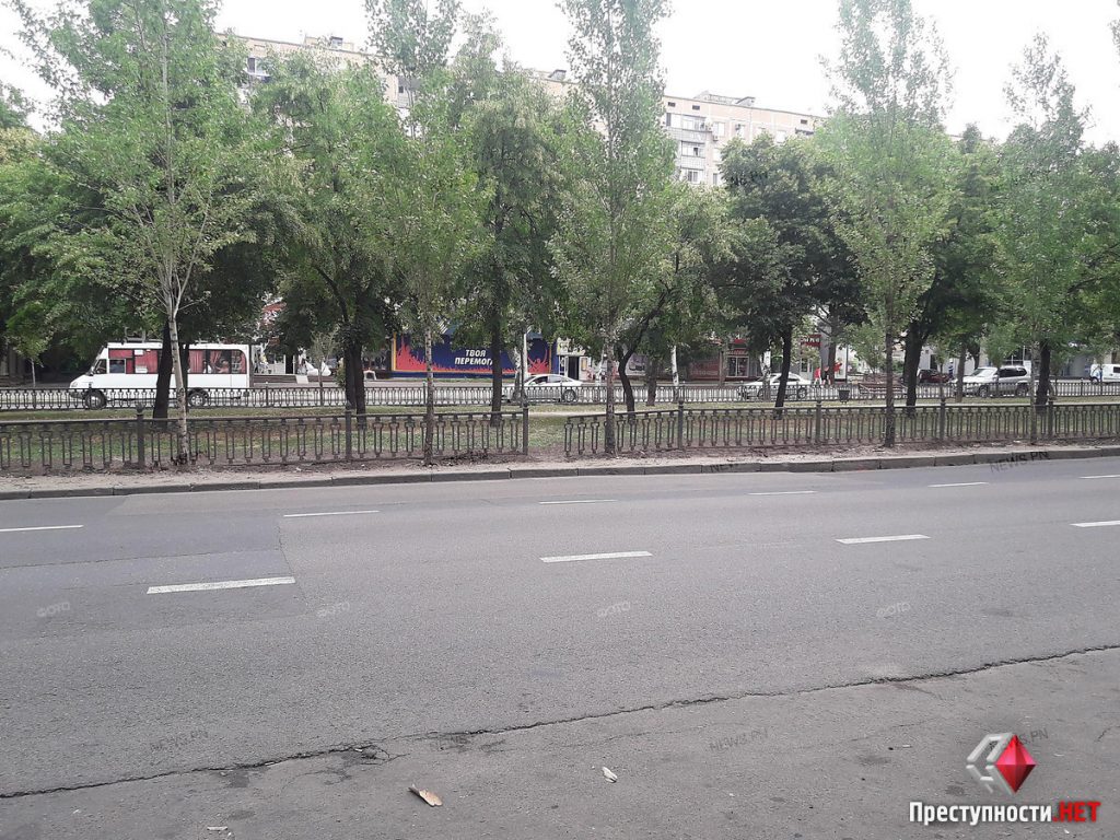 В Николаеве вдоль проспекта Центрального металлическое ограждение меняют на «живую» изгородь 11