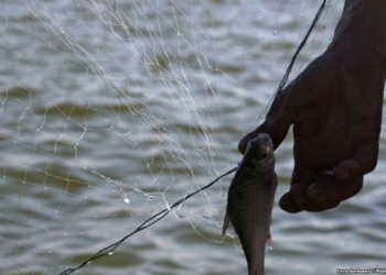 После задержания очаковского судна украинские рыбаки опасаются провокаций РФ возле берегов Крыма