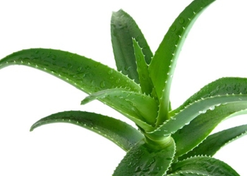 Как сделать сок алое в домашних условиях и для чего он нужен
