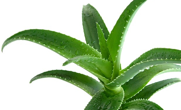 Как сделать сок алое в домашних условиях и для чего он нужен