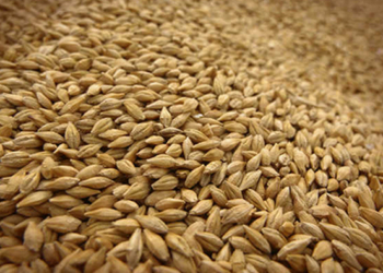 Государственная зерновая корпорация потеряла дополнительный доход на десятки миллиардов гривен