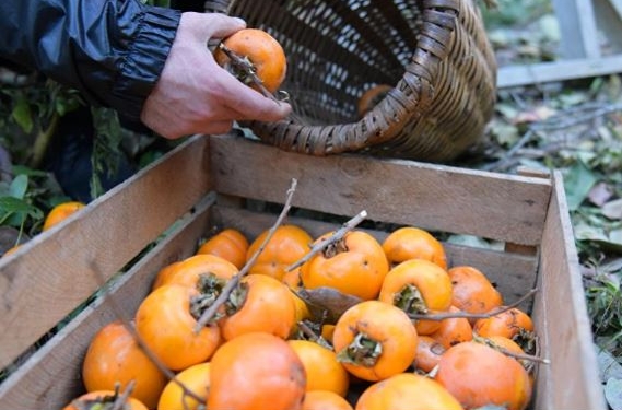 Вместо или вместе: заменит ли хурма черешню в садах Николаевщины?