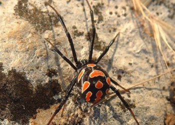 На одесских курортах проснулись каракурты: первая пострадавшая