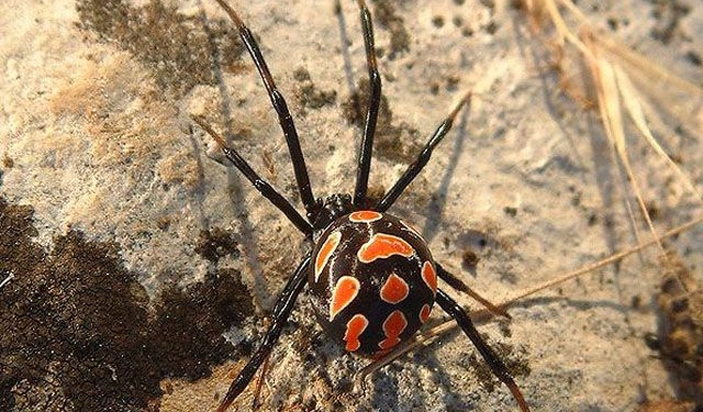 На одесских курортах проснулись каракурты: первая пострадавшая