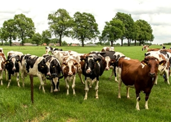 Каждая корова уникальна. В Голландии начинают выпуск “авторского” молока