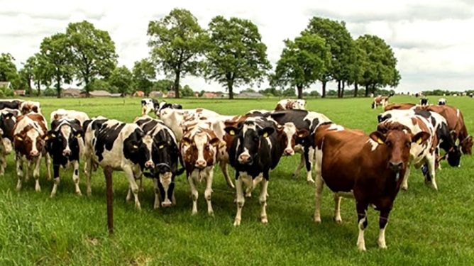 Каждая корова уникальна. В Голландии начинают выпуск “авторского” молока