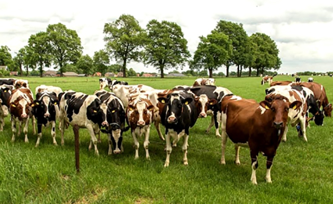 Каждая корова уникальна. В Голландии начинают выпуск "авторского" молока 1