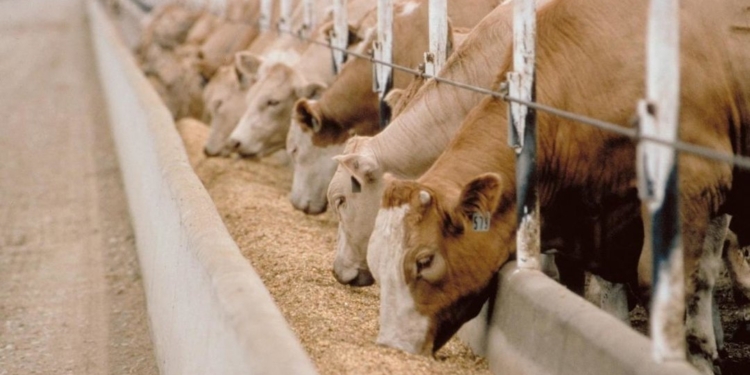 Такой завод – третий в мире. В Украине будут выпускать высокопротеиновые добавки