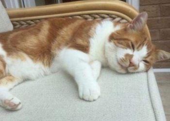 Нагулялся: в Британии кот вернулся домой после 10 лет «странствий»