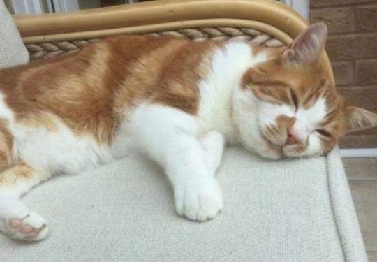 Нагулялся: в Британии кот вернулся домой после 10 лет «странствий»