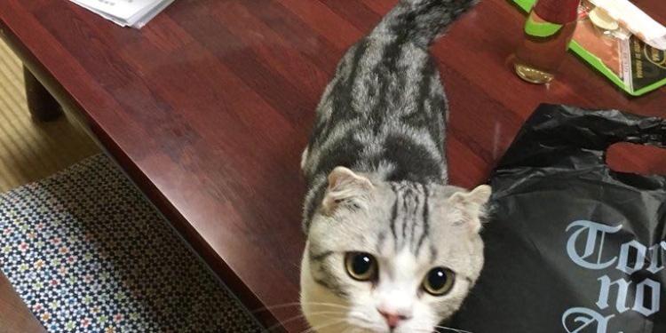 Кот на час: в Японии открылся необычный отель