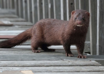 Датский инвестор построит норковую ферму на Житомирщине