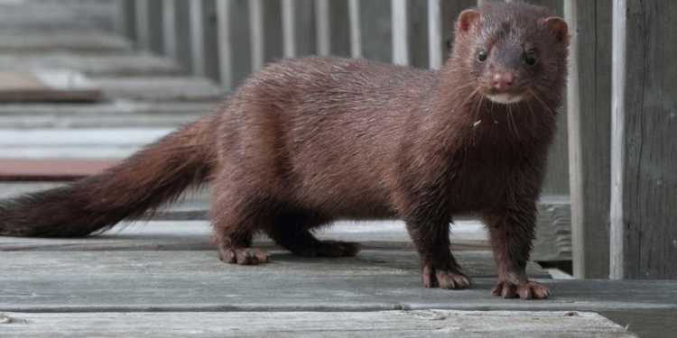 Датский инвестор построит норковую ферму на Житомирщине