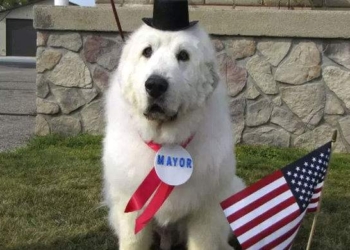 Устал: четырежды избранный мэром пес выходит на пенсию