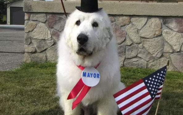 Устал: четырежды избранный мэром пес выходит на пенсию