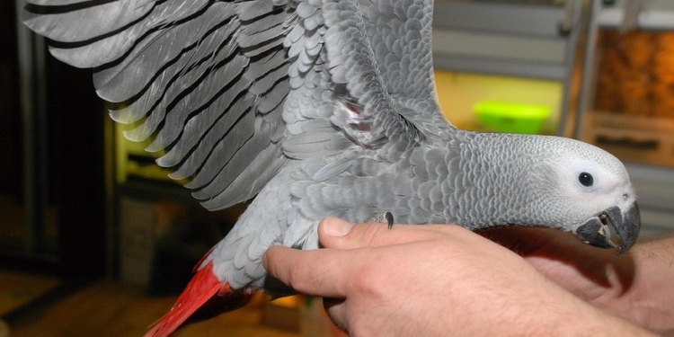 Под Киевом нашли бездомного попугая жако