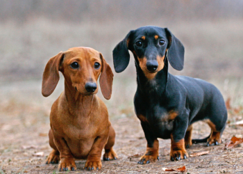 Хозяевам двух такс, сданных в “Центр защиты животных”, пришлось вызывать полицию