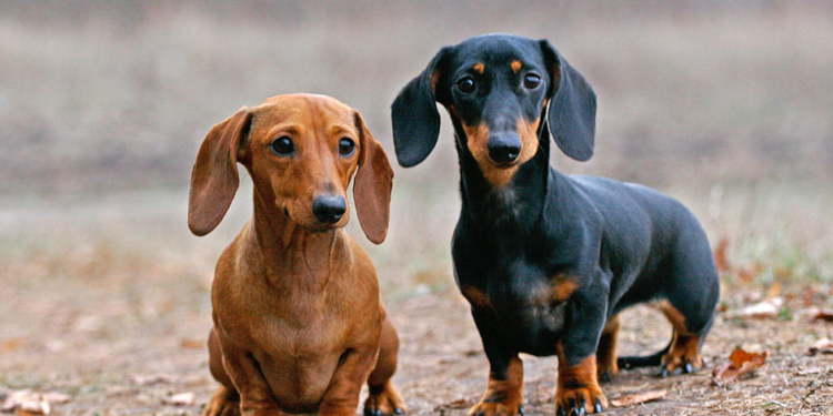 Хозяевам двух такс, сданных в “Центр защиты животных”, пришлось вызывать полицию