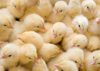 Жажда жизни: в Грузии из выброшенных на городскую свалку яиц вылупились сотни цыплят