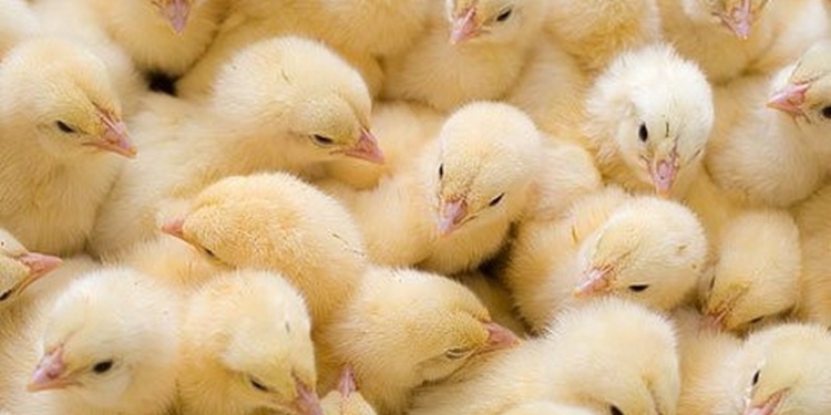 Жажда жизни: в Грузии из выброшенных на городскую свалку яиц вылупились сотни цыплят