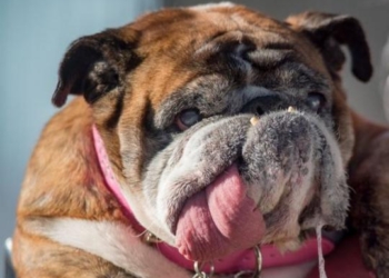 За-за стал самой уродливой собакой в мире этого года