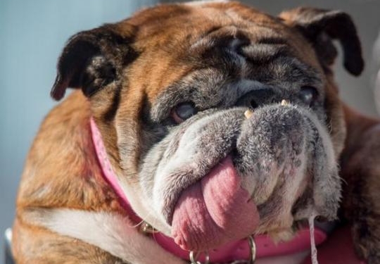 За-за стал самой уродливой собакой в мире этого года