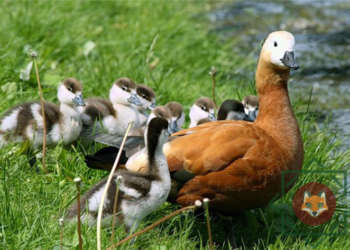 Утка устроила неравный бой с московским таксистом и вышла победителем