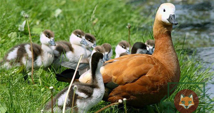 Утка устроила неравный бой с московским таксистом и вышла победителем