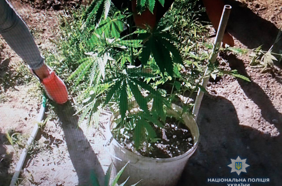 Житель Вознесенска хранил дома каннабис «для себя» и оружие «для самозащиты»