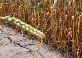 Урожай пшеницы в этом году будет меньше на 10% из-за засухи – синоптики