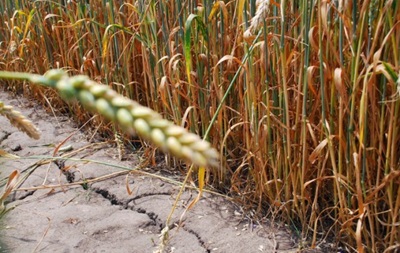 Врожай зернових в Україні у 2023 році скоротиться на 60% 1