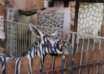 В египетском зоопарке из ослов «сделали» зебр