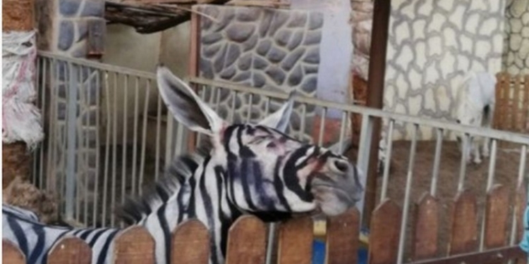 В египетском зоопарке из ослов «сделали» зебр