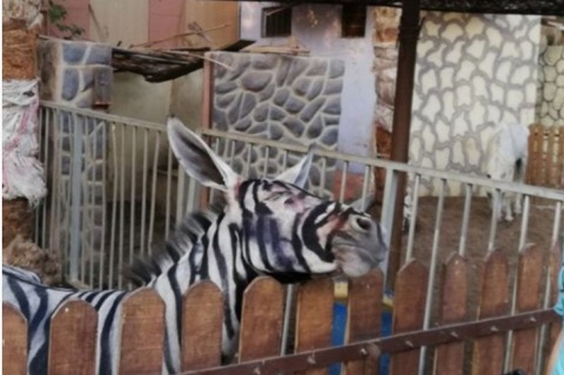 В египетском зоопарке из ослов «сделали» зебр 3