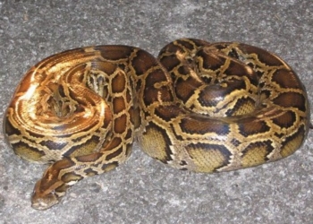 На берегу Вислы в Польше взрослый 4-6-метровый питон сбросил кожу. Его уже неделю ищут, но пока безуспешно