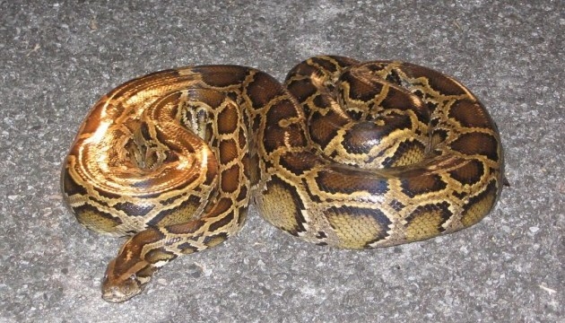 На берегу Вислы в Польше взрослый 4-6-метровый питон сбросил кожу. Его уже неделю ищут, но пока безуспешно