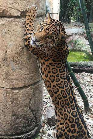В американском зоопарке из своего вольера сбежал ягуар – за час «прогулки» он убил 6 животных и троих еще ранил 3