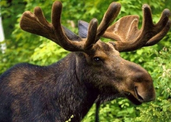 «Не контрабандисты мы, а лоси»: украинские пограничники нашли имитаторы следов лося