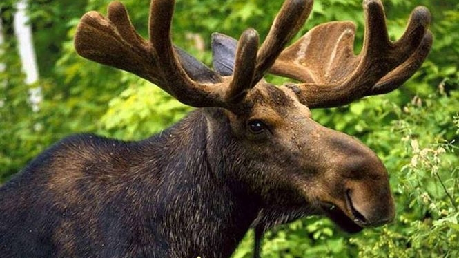 «Не контрабандисты мы, а лоси»: украинские пограничники нашли имитаторы следов лося