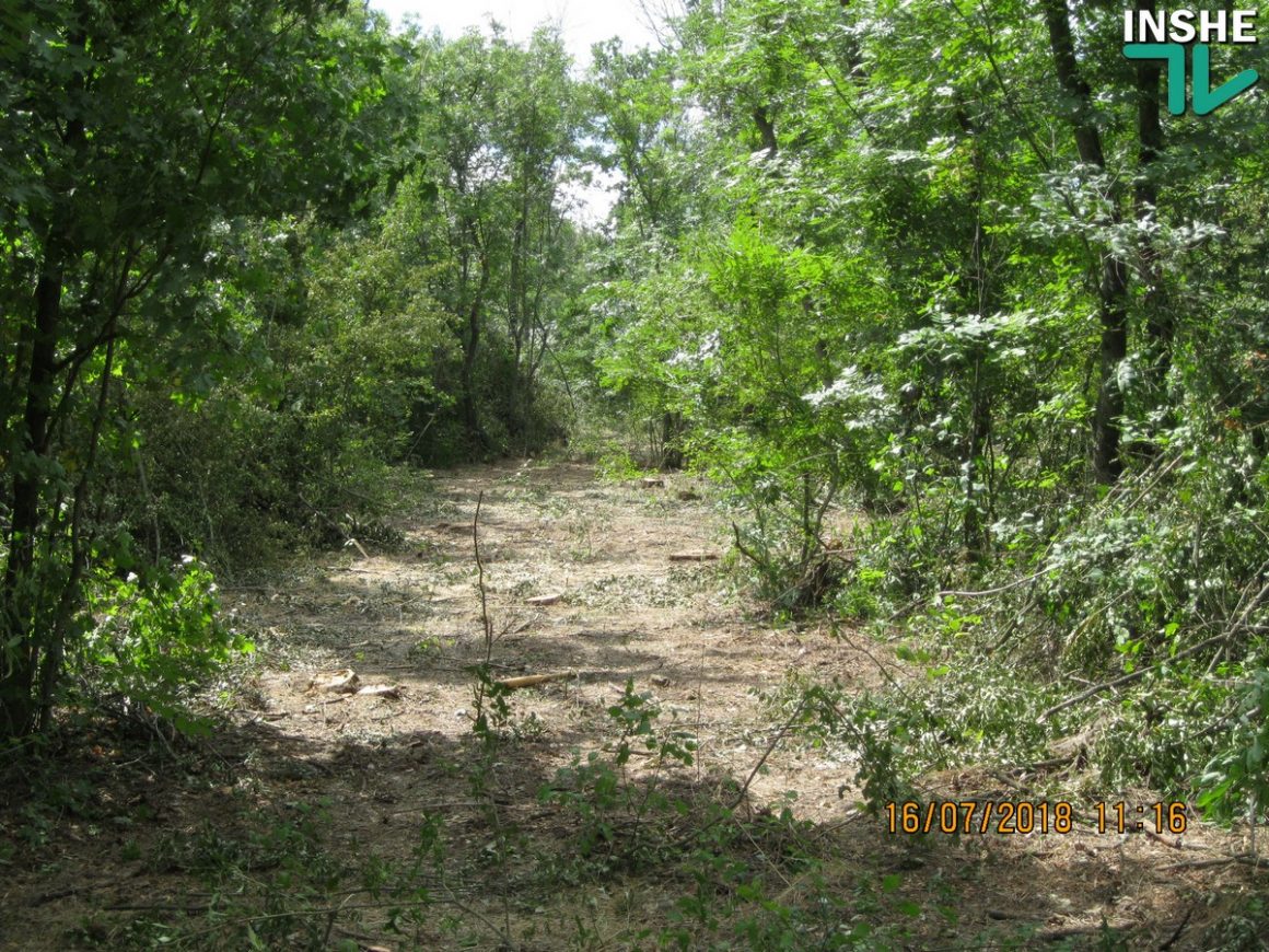 Сельсовет в Доманевском районе заявил о незаконной вырубке дубов и ясеней на территории лесополосы 1