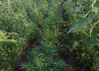 На Николаевщине «агроном-селекционер» выращивал разные сорта конопли – полиция изъяла свыше 1 тысячи кустов