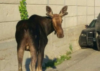 «Опоздал на работу из-за лося»: в Канаде животное остановило движение на одной из дорог