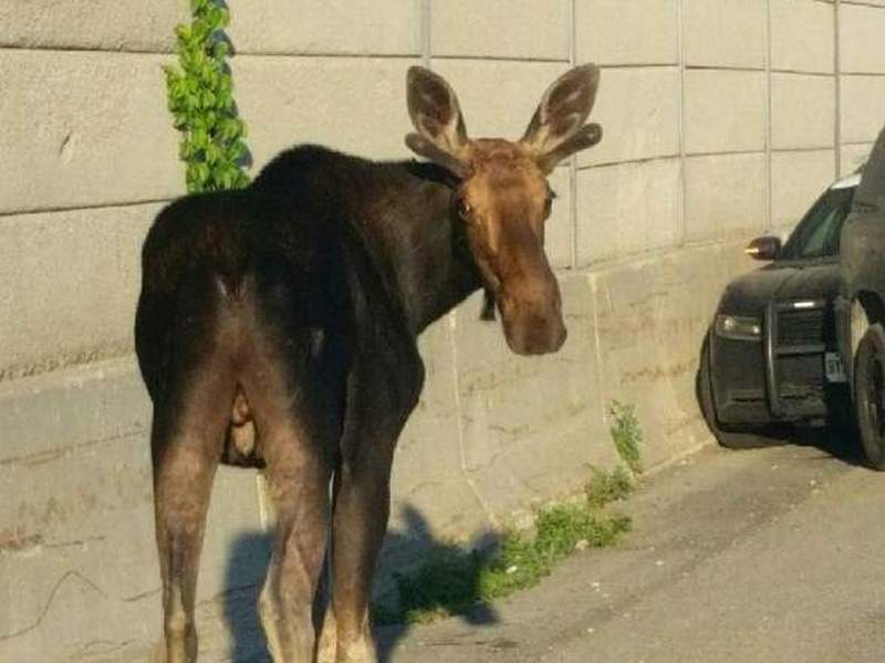 «Опоздал на работу из-за лося»: в Канаде животное остановило движение на одной из дорог 1