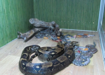 В Николаевском зоопарке впервые за 20 лет появились на свет малыши Boa constrictor